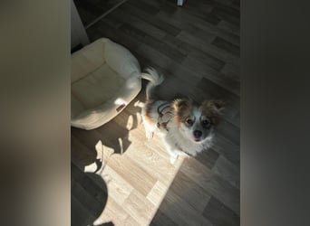Kleine Zaubermaus Foxy sucht Ihr Glück