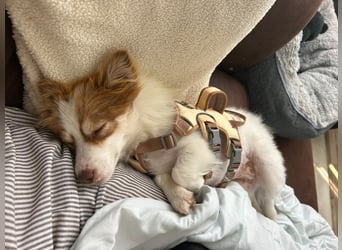 Kleine Zaubermaus Foxy sucht Ihr Glück