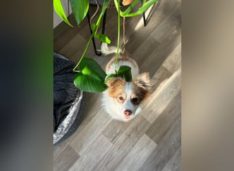 Kleine Zaubermaus Foxy sucht Ihr Glück
