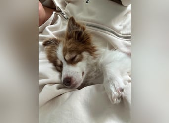 Kleine Zaubermaus Foxy sucht Ihr Glück