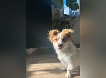 Kleine Zaubermaus Foxy sucht Ihr Glück