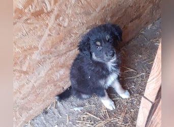 18M ist ein kleiner, flauschiger Herzensbrecher