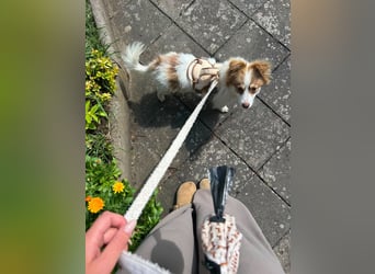 Kleine Zaubermaus Foxy sucht Ihr Glück