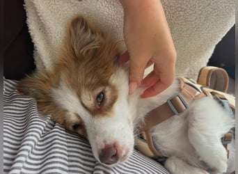 Kleine Zaubermaus Foxy sucht Ihr Glück