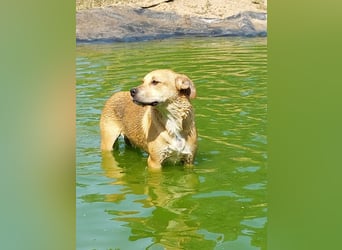 Fredi, Rüde, 3 Jahre ist ein toller Familienhund