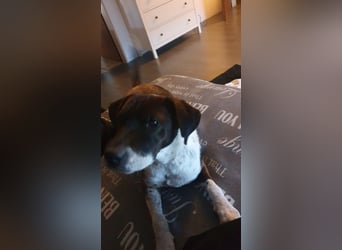 Buksi sucht seine Familie! (auf Pflegestelle in Schüttorf)