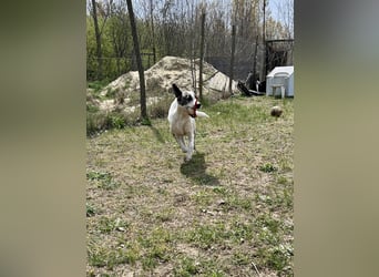 Zeusz, ein toller Hundemann sucht ein Zuhause