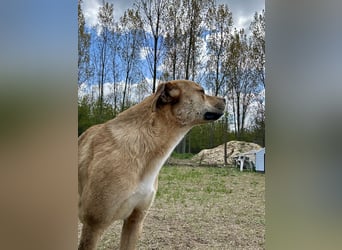 Fredi, Rüde, 3 Jahre ist ein toller Familienhund
