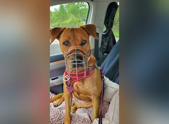Marla sucht ein neues Zuhause (auf Pflegestelle in Billerbeck)