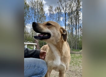 Fredi, Rüde, 3 Jahre ist ein toller Familienhund