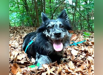 REPA – eine wunderschöne Blue-Merle-Hündin sucht Menschen mit Herz, Geduld und Hundeverstand 
