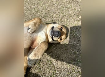 Fredi, Rüde, 3 Jahre ist ein toller Familienhund