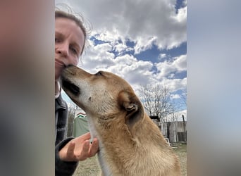 Fredi, Rüde, 3 Jahre ist ein toller Familienhund