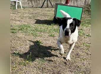 Folti, Rüde, lieb und menschenbezogen.
