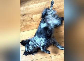  REPA – eine wunderschöne Blue-Merle-Hündin sucht Menschen mit Herz, Geduld und Hundeverstand 