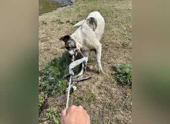 Zeusz, ein toller Hundemann sucht ein Zuhause