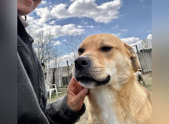 Fredi, Rüde, 3 Jahre ist ein toller Familienhund