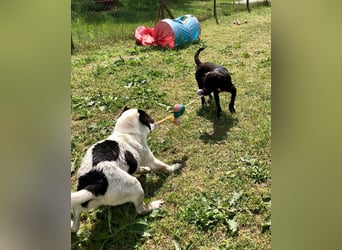 Folti, Rüde, lieb und menschenbezogen.