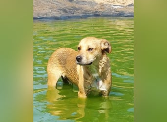 Fredi, Rüde, 3 Jahre ist ein toller Familienhund