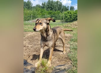 Herzenshund Pluto