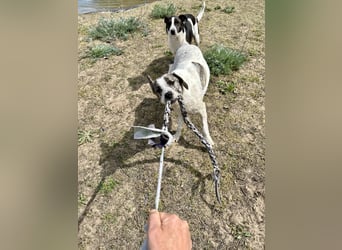 Zeusz, ein toller Hundemann sucht ein Zuhause
