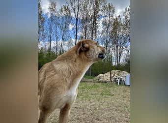 Fredi, Rüde, 3 Jahre ist ein toller Familienhund