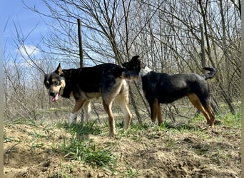 Verschmuster Borso!