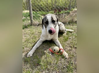 Zeusz, ein toller Hundemann sucht ein Zuhause