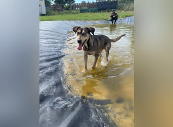 Herzenshund Pluto