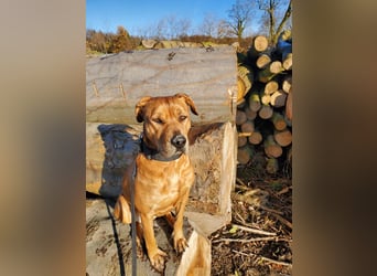 Marla sucht ein neues Zuhause (auf Pflegestelle in Billerbeck)