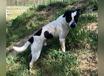 Folti, Rüde sucht seine Familie.