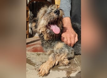 Wunderschöner, süsser DENI sucht ein Zuhause
