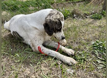Zeusz, ein toller Hundemann sucht ein Zuhause