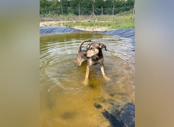 Herzenshund Pluto