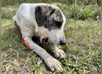 Zeusz, ein toller Hundemann sucht ein Zuhause