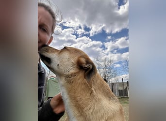 Fredi, Rüde, 3 Jahre ist ein toller Familienhund