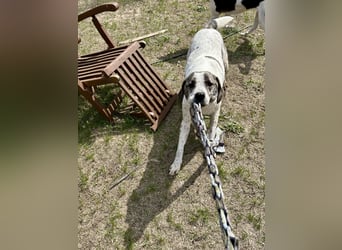 Zeusz, ein toller Hundemann sucht ein Zuhause