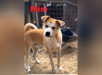 Ein Herz auf vier Pfoten sucht sein großes Glück: Misi