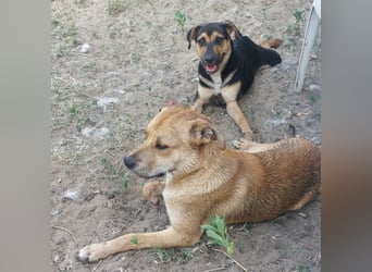 Fredi, Rüde, 3 Jahre ist ein toller Familienhund