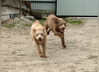 Carlie ist ein Schatz und sucht dich!
