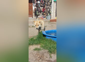 Kira – ein Lächeln, das Herzen erobert ❤️