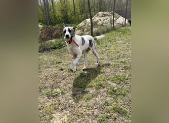 Zeusz, ein toller Hundemann sucht ein Zuhause