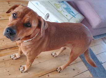 Marla sucht ein neues Zuhause (auf Pflegestelle in Billerbeck)