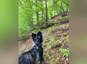  REPA – eine wunderschöne Blue-Merle-Hündin sucht Menschen mit Herz, Geduld und Hundeverstand 