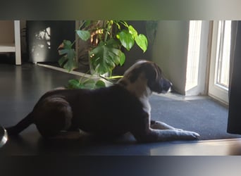 Buksi sucht seine Familie! (auf Pflegestelle in Schüttorf)