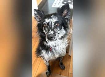  REPA – eine wunderschöne Blue-Merle-Hündin sucht Menschen mit Herz, Geduld und Hundeverstand 