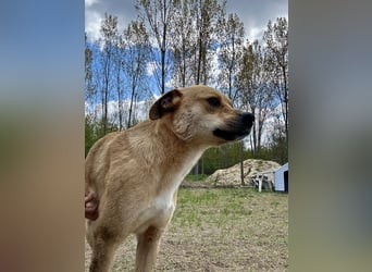 Fredi, Rüde, 3 Jahre ist ein toller Familienhund