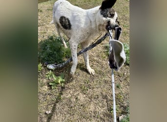 Zeusz, ein toller Hundemann sucht ein Zuhause