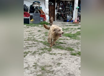 Carlie ist ein Schatz und sucht dich!