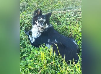  REPA – eine wunderschöne Blue-Merle-Hündin sucht Menschen mit Herz, Geduld und Hundeverstand 